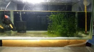 Попондетта Фурката - меняю мох.