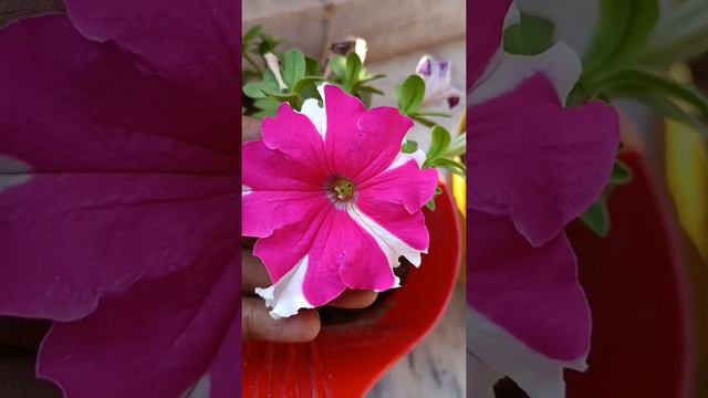 petunia plant care & how to get more flowers смотреть онлайн
