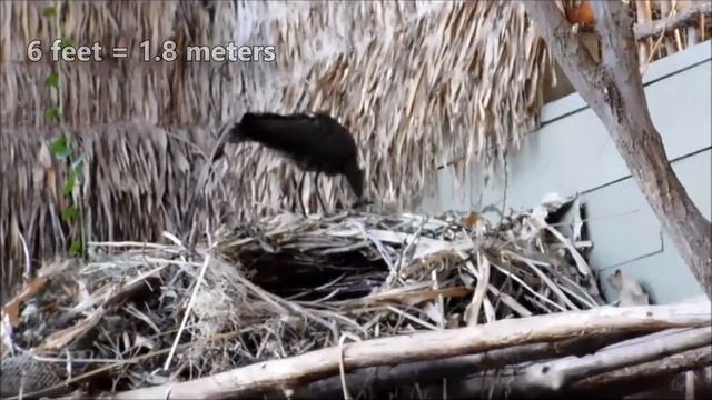 Hamerkop Facts: the HAMMERHEAD Bird ? Animal Fact Files смотреть онлайн
