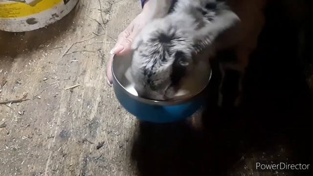 Кормление козлят / с бутылки или чашки? смотреть онлайн