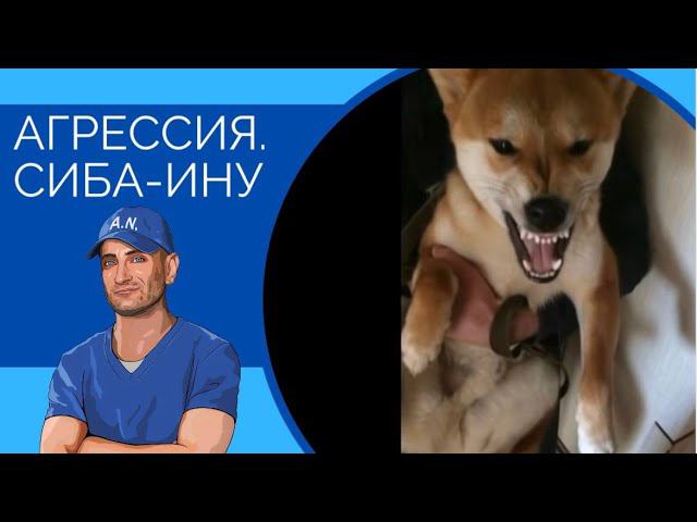 Скайп-Консультация(Агрессия)Cиба-ину