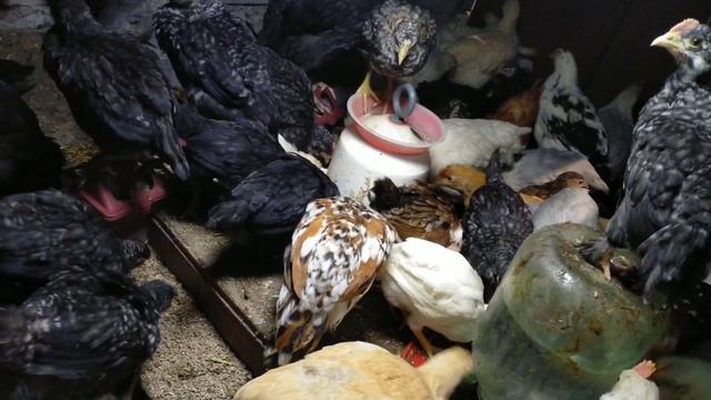 Весенние заботы.Найди себе интересное дело.Куры это не только яйца🐓🦃🐣 смотреть онлайн