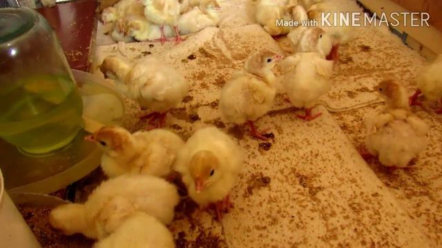 Индюшата... смотреть онлайн