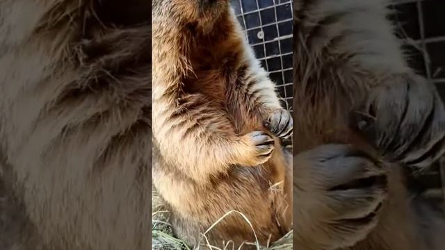 очень смешное животное сурок смотреть онлайн