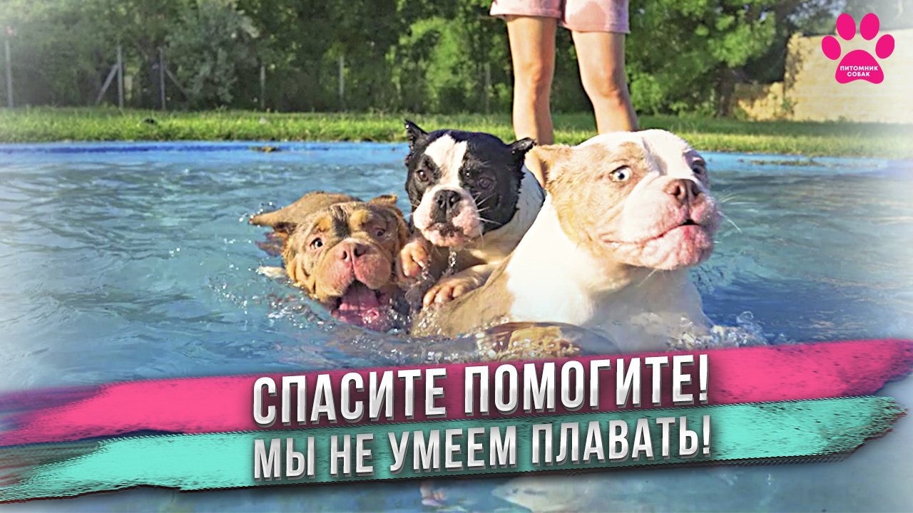 Спасите помогите! Мы не умеем плавать! Первый раз в жизни увидели бассейн! Такой реакции не ожидали! смотреть онлайн