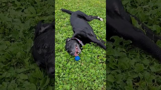 #greatdane #labrador - Tired out @ the dog park... must keep playing with ball! смотреть онлайн