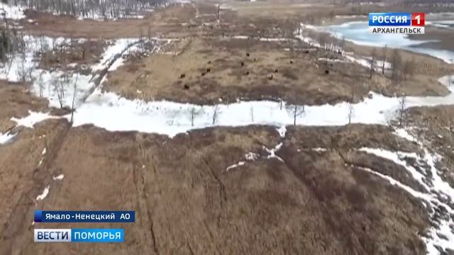 Северные учёные восстанавливают в Арктических регионах популяцию овцебыков смотреть онлайн
