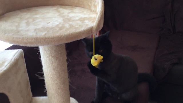 GATO Y VALERIANA смотреть онлайн