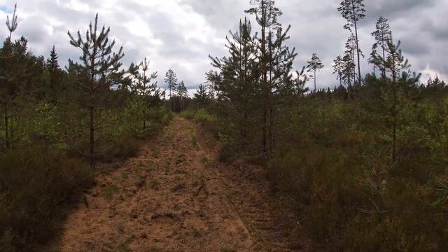 Латвийский лес. Провожаю весну. смотреть онлайн