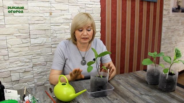Уход за рассадой БАКЛАЖАНОВ после пикировки! Советы от Зеленого Огорода! смотреть онлайн