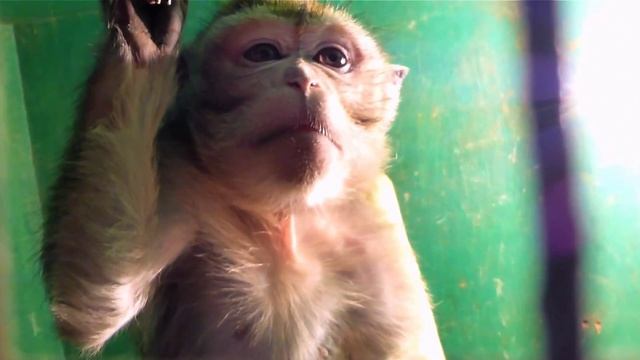 Футаж Обезьянка. Индийский Макак. Прикольная Обезьянка. Видео про Обезьян. Футажи для видеомонтажа смотреть онлайн