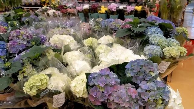 ❗❗❗?ПРИВЕЗЛИ ЛЕТНИКИ В КАССЕТАХ?ПРЯНЫЕ ТРАВЫ?И РОЗЫ? В КОНТЕЙНЕРАХ/садовая обувь? смотреть онлайн