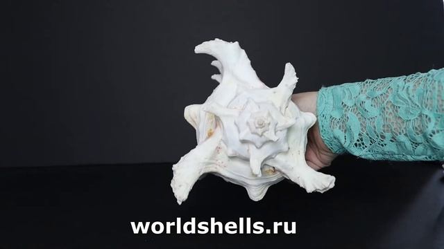 Мурекс ветвистый (Chicoreus ramosus) 21 см смотреть онлайн