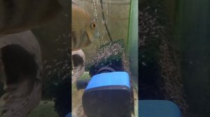 Цихлазома Северум. Вылупились личинки:)