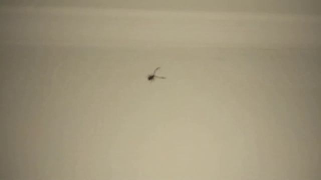 маленький жук-скорпион. Что за насекомое!? смотреть онлайн