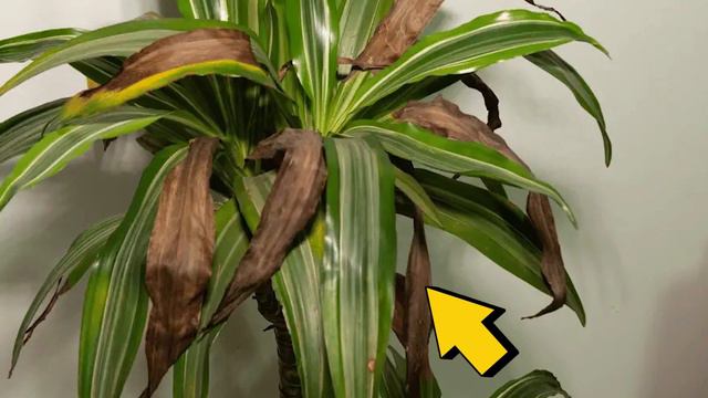 How often should a corn plant be watered ? смотреть онлайн