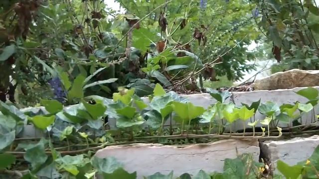 Samsung Hmx H100/ video Test, Slow motion смотреть онлайн