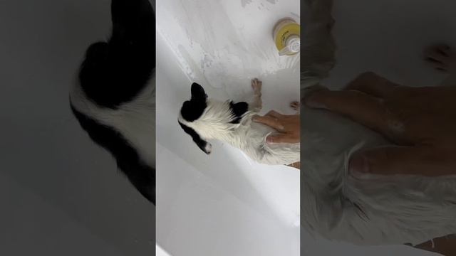 ПОКАЗЫВАЮ КАК ПРАВИЛЬНО МЫТЬ СОБАКУ ЭКО МЫЛОМ! смотреть онлайн