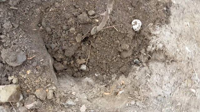 Посадка саженцев весной видео смотреть онлайн