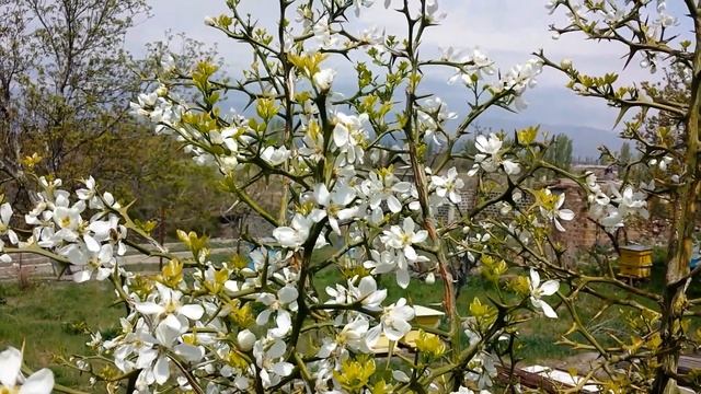 Кавказская серая горная пчела - Caucasus Grey Mountainous HoneyBees on Wild Lemon Tree смотреть онлайн