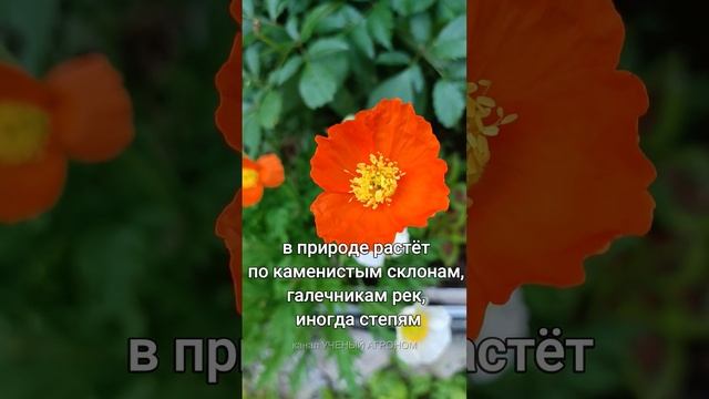 Мак голостебельный смотреть онлайн