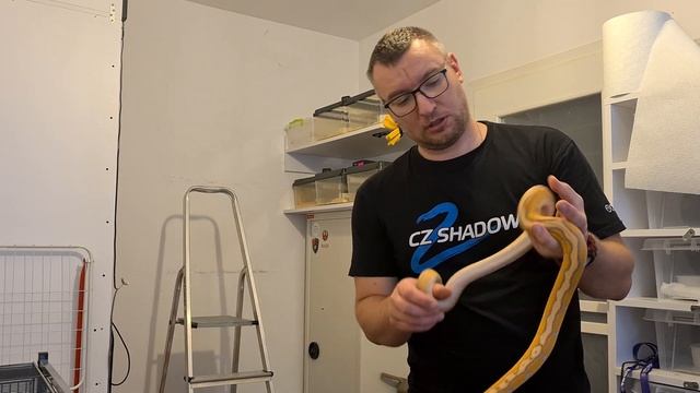 Pyton siatkowany ( Python reticulatus) po 4,5 miesiąca od zakupu смотреть онлайн