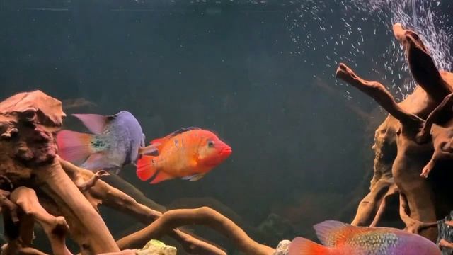 Как я подбирал рыб, аквариум, оборудование и декор для цихлидника Центральная Америка на 550 литров смотреть онлайн