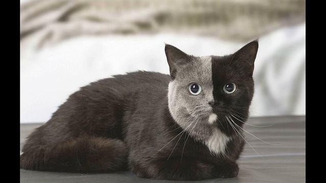 Хозяйка этой кошки, чуть не совершила большую ошибку. Самая красивая смотреть онлайн