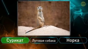 Самый сложный тест на знание животных, который может пройти только 1%