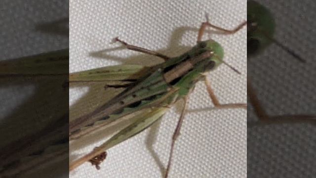 Grasshopper #animals #chill смотреть онлайн