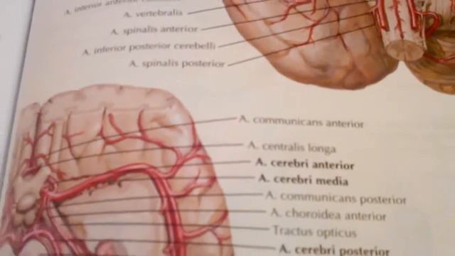 3 7 Внутренняя сонная смотреть онлайн