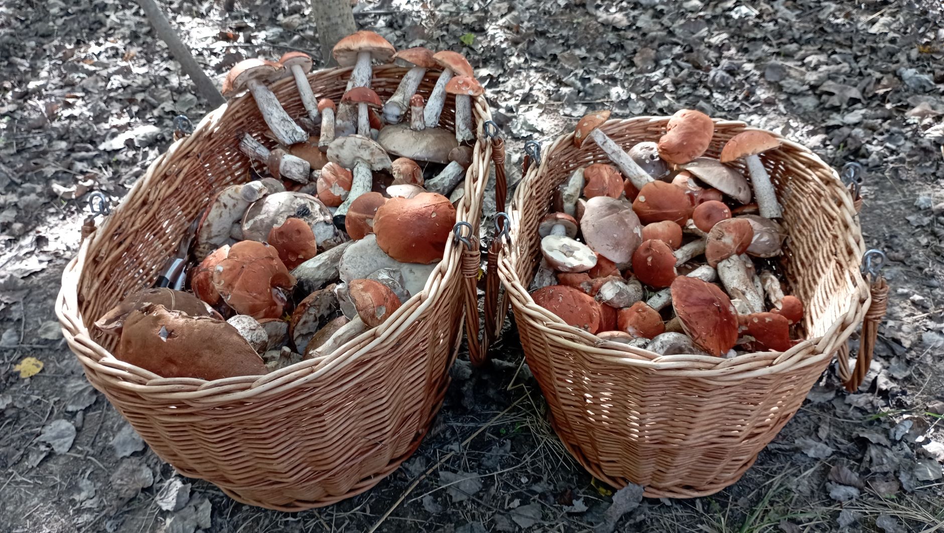 Настало время КРАСНОГОЛОВИКОВ!!!! По грибы 2 октября 2022 года. смотреть онлайн