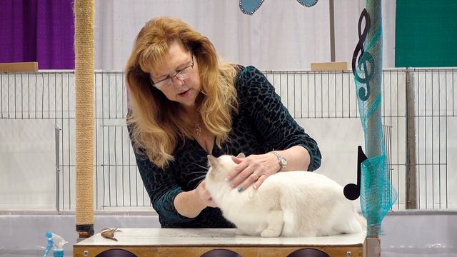 CFA International Show 2019 - Ragdoll Kitten Class Judging смотреть онлайн