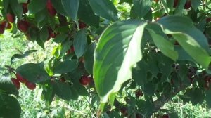 Об обрезке кизила. Формировка "чашей" - высокий урожай.