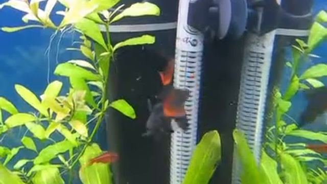 Лабео смотреть онлайн