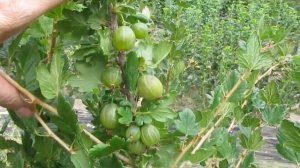 Обзор сортов крыжовника с ягодой желтого и зеленого цвета. Купить саженцы в Минске и почтой