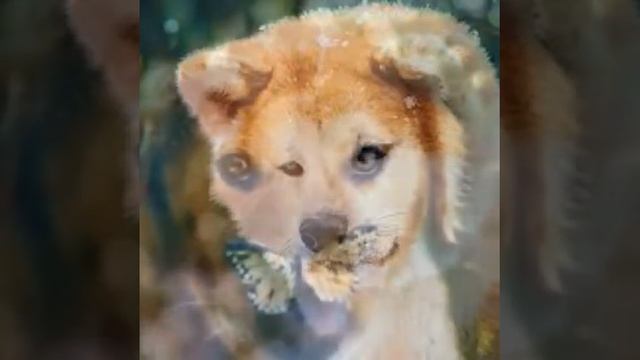 Картинки собак.... смотреть онлайн
