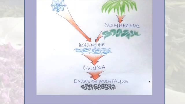 ✅ Научиться ферментировать иван чай и другие чайные растения ?? смотреть онлайн
