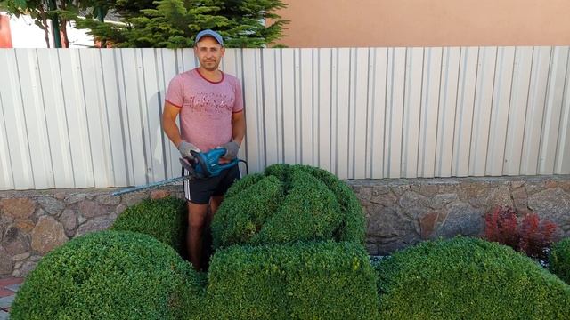 Самшит вічнозелений / Buxus sempervirens смотреть онлайн
