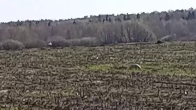 Встретили журавлей смотреть онлайн