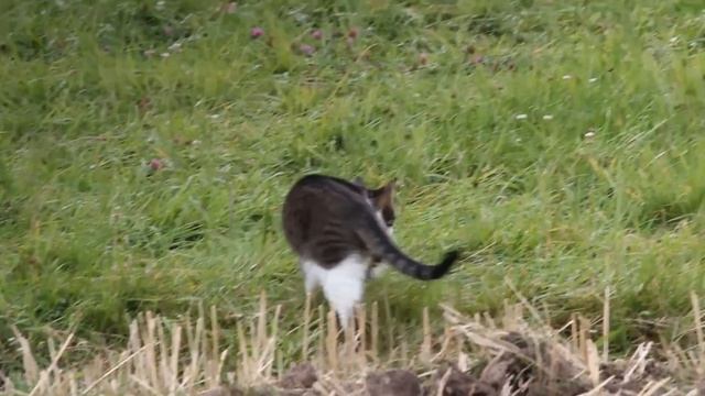 7 erreurs à ne pas commettre quand on a un chat смотреть онлайн