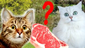 24 ЧАСА в Школе для КОШЕК!!! Крутой ЧЕЛЛЕНДЖ!!!