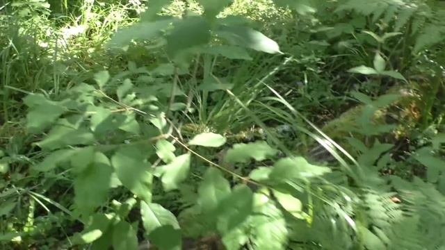 Карпы в бесхозном пруду: секретный эксперимент, 33 серия смотреть онлайн