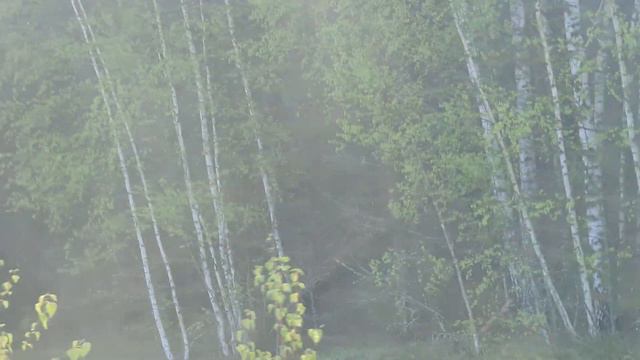 Встретили семью пятнистых оленей смотреть онлайн