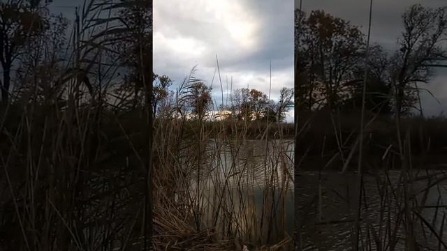 Ловля карпа смотреть онлайн