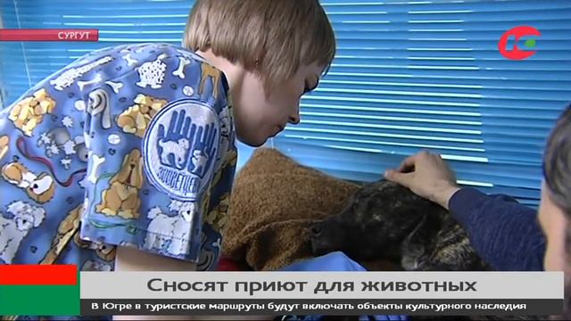 Лишили жизни собак, а теперь и приют. Продолжение истории из Мегиона смотреть онлайн