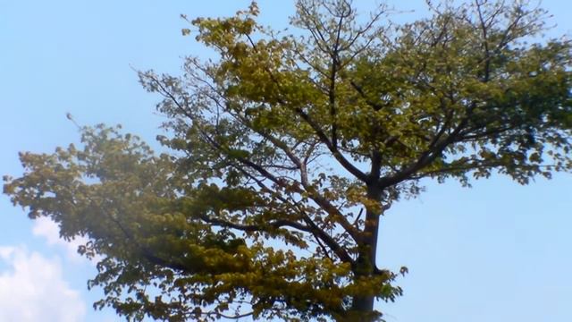 Finca Zacate Ornamental y Decorativo S.A. смотреть онлайн