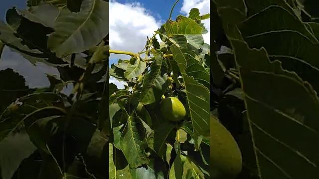 карликовый грецкий орех с регулярным плодоношением смотреть онлайн