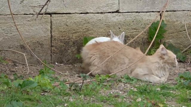 Le lapin prédateur (les chattes c’est son kiffe !) смотреть онлайн