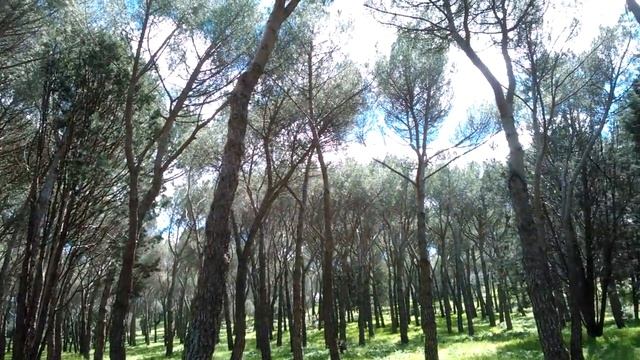 casa de campo madrid смотреть онлайн